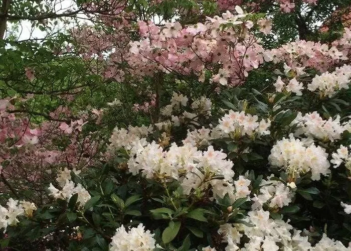 شقة Kopf Schuttertal